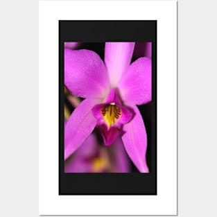 Magenta Orchid Posters and Art